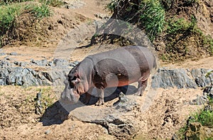 A Hippopotamus entering a river
