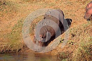Hippopotamus entering water - Kruger National Park