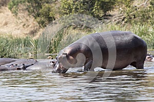 Hippopotamus that enters the water of the River from the shore covered with grass and bushes