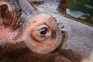 Hippopotamus eye