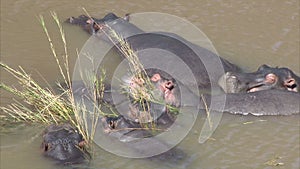 Hippopotamus family