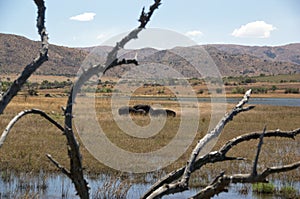 Hippopotamus family at Pilanesberg National Park