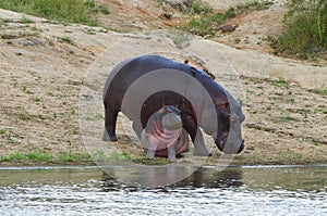 Hippopotamus family wit Young one,Kruger National park photo