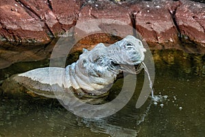 Hippopotamus fountain Dallas Zoo in Texas.