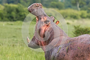 Hippopotamus With Gaping Mouth photo