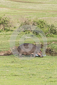 Hippopotamus on the Grass