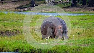 A hippopotamus grazes in the marshland of the Chobe River