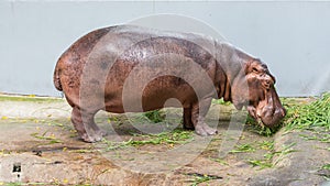 Hippopotamus grazing in the cage