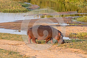 Hippopotamus grazing next to the Letaba River