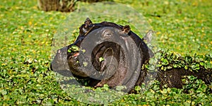 Hippopotamus in the green covered water