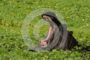 Hippopotamus in the green covered water