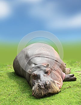 Hippopotamus On green grass