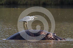 Hippopotamus and Grey Heron
