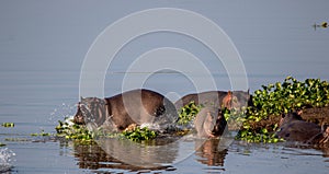 Hippopotamus group at a river in Africa