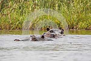 Hippopotamus group in water 1