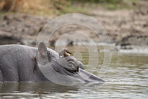 Hippopotamus half submerge in the river