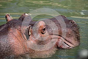 Hipopótamo cabeza 