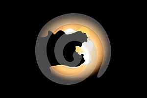 Hippopotamus head shadow with bright light in back