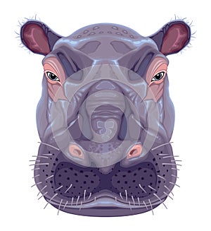 Hippopotamus head, vector isolated animal