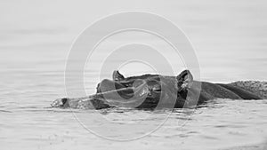 Hippopotamus head in water with nose and eyes showing