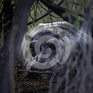 Hippopotamus hiding in bushes