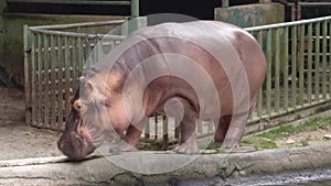 Hippopotamus @ Hippo @ Badak Air