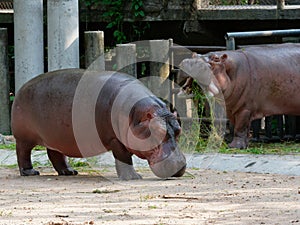 Hippopotamus or hippo eating green grass in a zoo with opened mouth