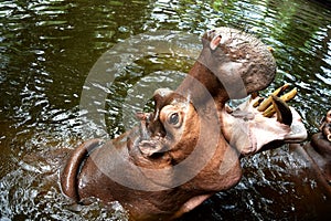 Hippopotamus (Hippo) Giant opened its mouth on the water. in chiangmai zoo ,thailand