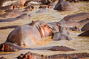 Hippopotamus in hippo pool