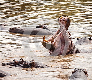 Hippopotamus in hippo pool