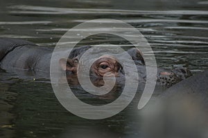 Hippopotamus Hippo swimming in Water Lake in a Zoo Safari in Africa