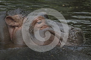 Hippopotamus Hippo in Water detailed hair in a Safari Zoo in Africa