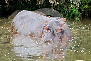 Hippopotamus, hippo in water showing only eyes, nostrils, ears at Serengeti National Park in Tanzania, Africa