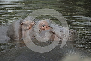 Hippopotamus Hippo in Water in a zoo safari park in Africa