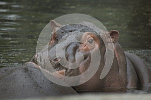 Hippopotamus Hippo in Water in a zoological wildlife safari park in Africa