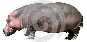 Hippopotamus , Hippo, Wildlife Isolated on White