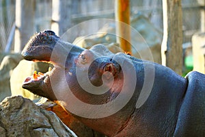 The hippopotamus, or hippo in zoo
