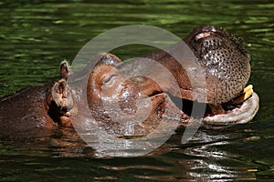 Hippopotamus (Hippopotamus amphibius) photo
