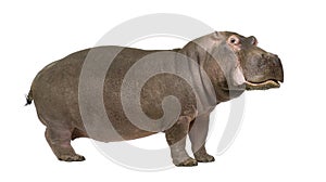 Hippopotamus - Hippopotamus amphibius ( 30 years) photo