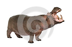 Hippopotamus - Hippopotamus amphibius ( 30 years) photo