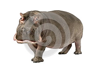 Hippopotamus - Hippopotamus amphibius ( 30 years)