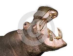 Hippopotamus - Hippopotamus amphibius ( 30 years) photo