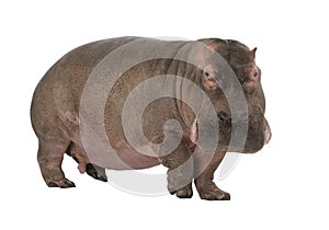 Hippopotamus - Hippopotamus amphibius ( 30 years) photo