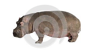 Hippopotamus - Hippopotamus amphibius ( 30 years) photo