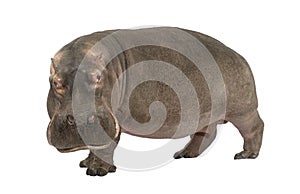 Hippopotamus - Hippopotamus amphibius ( 30 years) photo