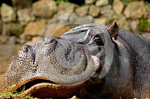 Hippopotamus (Hippopotamus amphibius)