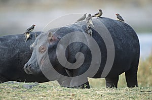 Hippopotamus (Hippopotamus Amphibius) with birds on back photo