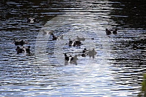 Hippopotamus, Hippopotamus amphibius, in Boteti river, Makgadikgadi National Park, Botswana