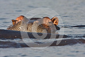 Hippopotamus, Hippopotamus amphibius, in Chobe National Park, Botswana