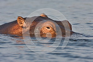 Hippopotamus, Hippopotamus amphibius, in Chobe National Park, Botswana